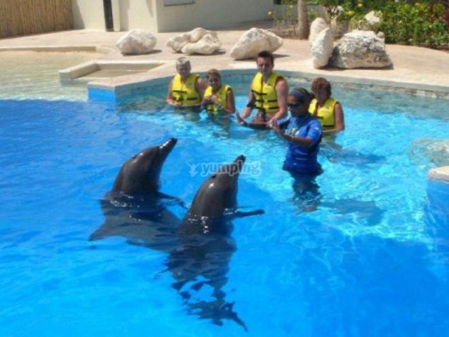 tb_Nado con delfines.JPG